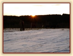 Stádo klisen při východu slunce