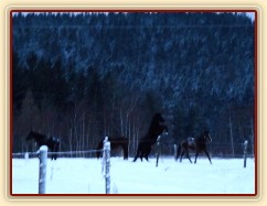 Koně dovádějí při svítání, na fotce dvouletá klisna (nejenom hřebci řádí:-) . (Kvalita fotek je horší, bylo hodně málo světla, teprve svítalo...)