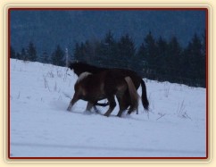 Koně dovádějí při svítání, dvouletý norik Cherokee a roční hannover Ramon. (Kvalita fotek je horší, bylo hodně málo světla, teprve svítalo...)
