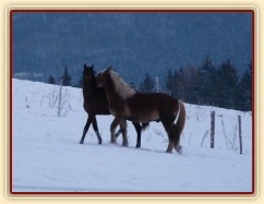 Koně dovádějí při svítání, dvouletý norik Cherokee a roční hannover Ramon. (Kvalita fotek je horší, bylo hodně málo světla, teprve svítalo...)