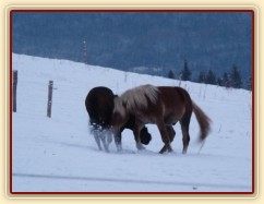 Koně dovádějí při svítání, dvouletý norik Cherokee a roční hannover Ramon. (Kvalita fotek je horší, bylo hodně málo světla, teprve svítalo...)