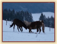 Koně dovádějí při svítání, dvouletý norik Cherokee a roční hannover Ramon. (Kvalita fotek je horší, bylo hodně málo světla, teprve svítalo...)