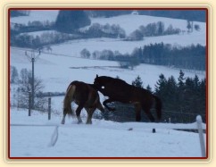 Koně dovádějí při svítání, dvouletý norik Cherokee a roční hannover Ramon. (Kvalita fotek je horší, bylo hodně málo světla, teprve svítalo...)