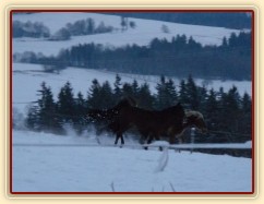 Mladí hřebci dovádí při svítání. (Kvalita fotek je horší, bylo hodně málo světla, teprve svítalo...)