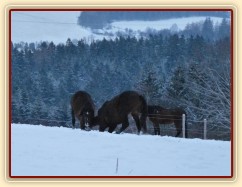 Koně dovádějí při svítání, roční Gimli a Zephyr. (Kvalita fotek je horší, bylo hodně málo světla, teprve svítalo...)