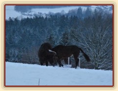 Koně dovádějí při svítání, roční Gimli a Zephyr. (Kvalita fotek je horší, bylo hodně málo světla, teprve svítalo...)