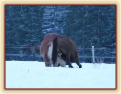 Koně dovádějí při svítání, dvouletý norik Cherokee a roční hannover Ramon. (Kvalita fotek je horší, bylo hodně málo světla, teprve svítalo...)