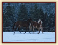 Koně dovádějí při svítání, dvouletý norik Cherokee a roční hannover Ramon. (Kvalita fotek je horší, bylo hodně málo světla, teprve svítalo...)