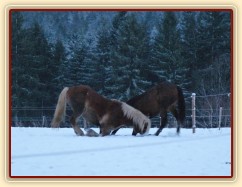 Koně dovádějí při svítání, dvouletý norik Cherokee a roční hannover Ramon. (Kvalita fotek je horší, bylo hodně málo světla, teprve svítalo...)