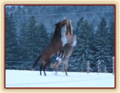 Koně dovádějí při svítání, dvouletý norik Cherokee a roční hannover Ramon. (Kvalita fotek je horší, bylo hodně málo světla, teprve svítalo...)