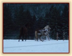 Koně dovádějí při svítání, dvouletý norik Cherokee a roční hannover Ramon. (Kvalita fotek je horší, bylo hodně málo světla, teprve svítalo...)