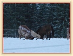 Koně dovádějí při svítání, dvouletý norik Cherokee a roční hannover Ramon. (Kvalita fotek je horší, bylo hodně málo světla, teprve svítalo...)