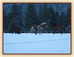 Mladí hřebci dovádí při svítání. (Kvalita fotek je horší, bylo hodně málo světla, teprve svítalo...)
