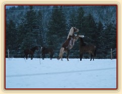Mladí hřebci dovádí při svítání. (Kvalita fotek je horší, bylo hodně málo světla, teprve svítalo...)