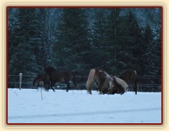 Mladí hřebci dovádí při svítání. (Kvalita fotek je horší, bylo hodně málo světla, teprve svítalo...)