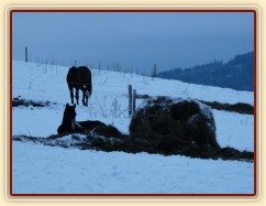Roční Fizzino má ranní siestu... (Kvalita fotek je horší, bylo hodně málo světla, teprve svítalo...)