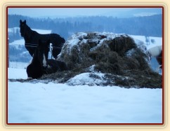 Roční Fizzino má ranní siestu... (Kvalita fotek je horší, bylo hodně málo světla, teprve svítalo...)