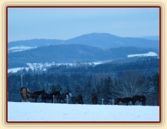 Koně při svítání. (Kvalita fotek je horší, bylo hodně málo světla, teprve svítalo...)