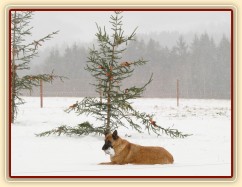 Samantha hlídá stromečky:-)