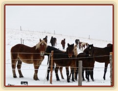 Koně koukají, co se jim to připravuje...