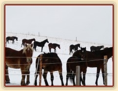 Koně koukají, co se jim to připravuje...