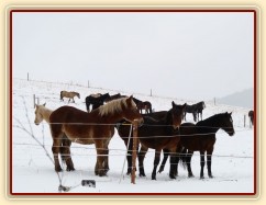 Koně koukají, co se jim to připravuje...
