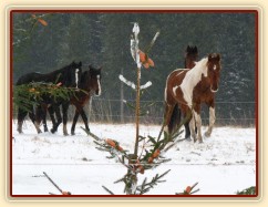 Stádo míří ke stromečkům