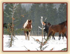 Stádo míří ke stromečkům