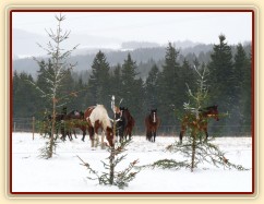 Stádo míří ke stromečkům