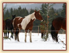 Koně hledají mrkve na větvích