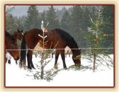 Koně hledají mrkve na větvích