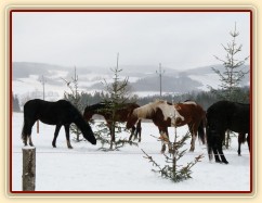 Koně hledají mrkve na větvích