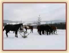 Koně hledají mrkve na větvích