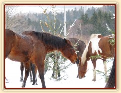 "Všechny stromečky jsou moje!!"