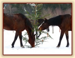 "Kdepak je tam mrkev?"