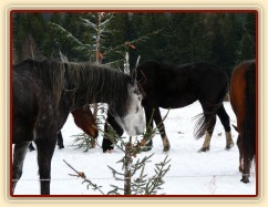 Jared právě našel další mrkev...