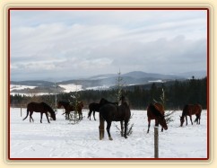 O stromečky byl zájem...