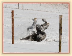 "Obalování se" ve sněhu, aneb přeměna černého koně na bílého:-)