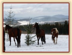 Highlan právě našla další mrkev...