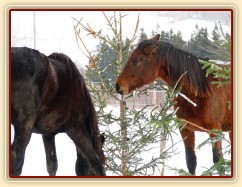 "Kde jsou ty další mrkve?"