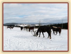 Stádo spokojeně chroupe mrkve...