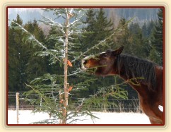 "Kudy jen se k té mrkvi dostanu?"