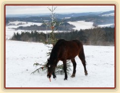 Gimli si vzal jednu mrkev a odchází...