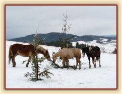 Hřebci hledají mrkve na stromkách...