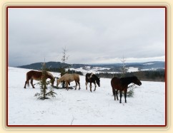Hřebci hledají mrkve na stromkách...