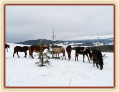 Hřebci hledají mrkve na stromkách...