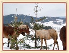 O stromečky byl velký zájem...
