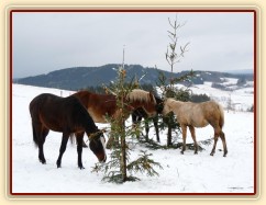O stromečky byl velký zájem...