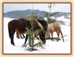 O stromečky byl velký zájem...