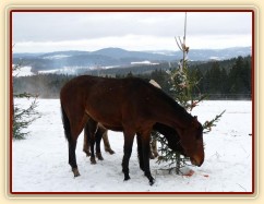 O stromečky byl velký zájem...